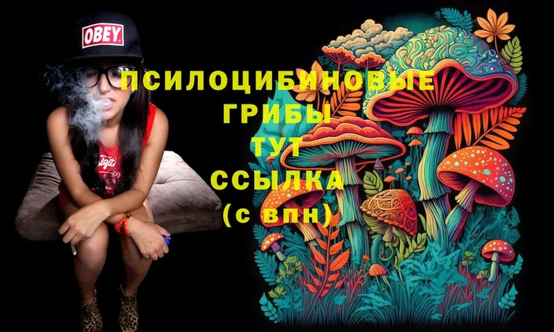 Галлюциногенные грибы Cubensis Кувшиново